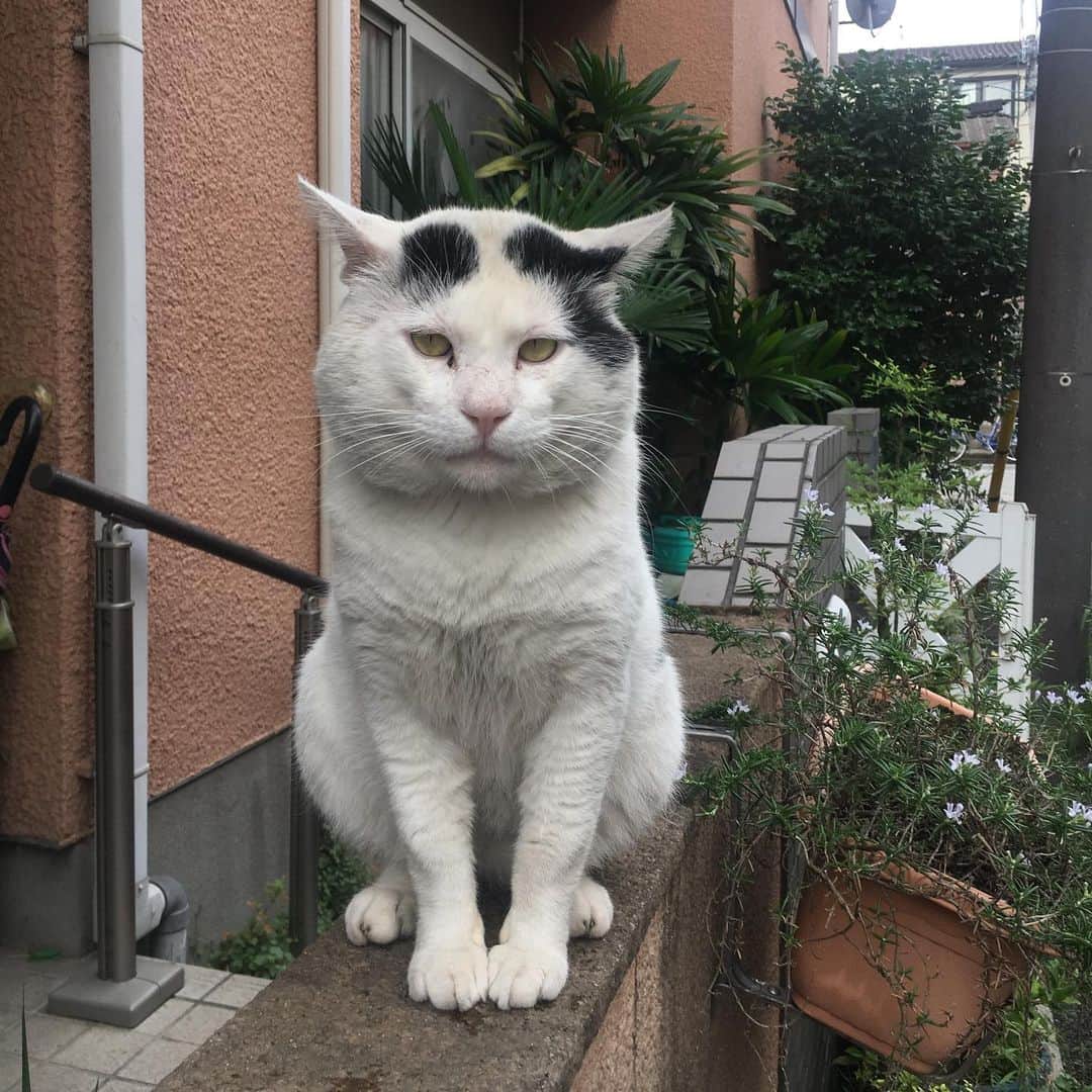 Kachimo Yoshimatsuさんのインスタグラム写真 - (Kachimo YoshimatsuInstagram)「こんな時間ですが、 おはようナナクロ。 Good Morning Nanakuro. 1年前の写真。 ※Photo:2019.7.5 #うちの猫ら #nanakuro #ナナクロ 猫 #ねこ #cat #ネコ #catstagram #ネコ部 http://kachimo.exblog.jp」7月5日 15時34分 - kachimo