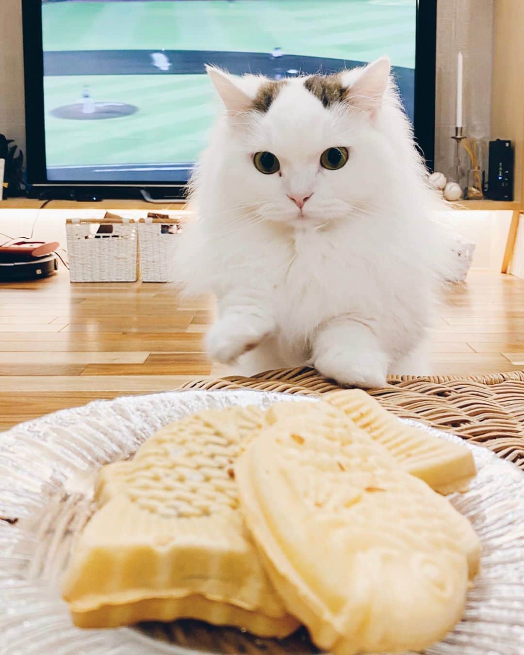 淡輪優希のインスタグラム：「やきゅう<<<<おさかな(たいやき) "食べてい？🥺✨" . そんな可愛い顔しても、だめー🙅‍♀️ #猫のいる暮らし #ねこのいる生活 #ねこのきもち」
