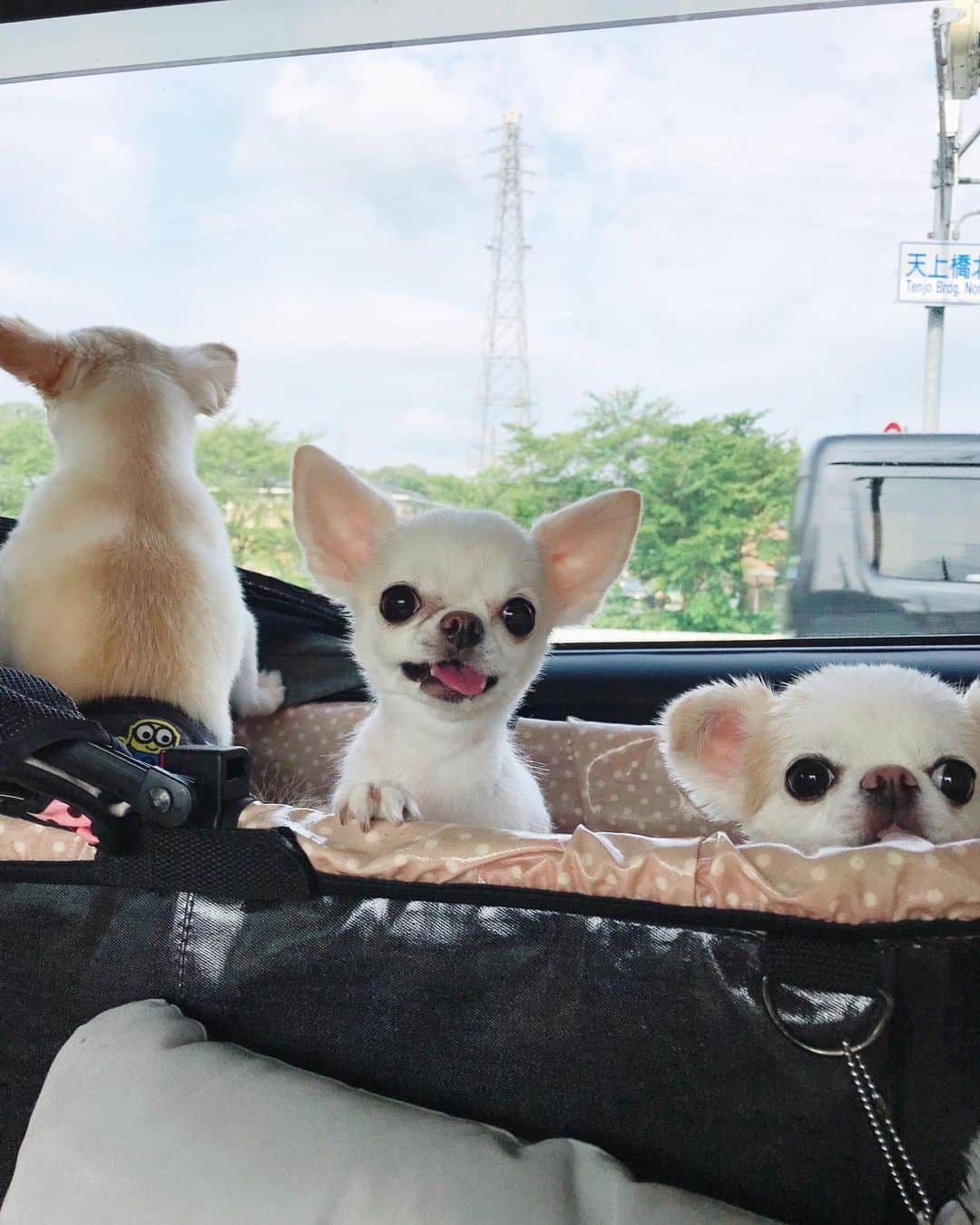 ∞maki∞??????さんのインスタグラム写真 - (∞maki∞??????Instagram)「2020.7.5 デコ♡フワ♡ピノ♡サラ♡オミ♡ ・ ・ ・ 今日は晴れたので お出かけ〜🐶🐶🐶🐶🐶🚙💨💞✨ ・ ・ ・ #後ろ姿も可愛い😍❤️#親バカ #お出かけ#ドライブ#dog#Chihuahua#Chihuahualove#Chihuahualife#instaChihuahua#IGersJP#all_dog_japan#happy#cute#love#犬#愛犬#イヌスタグラム#ちわすたぐらむ#チワワ#ロングコートチワワ#多頭飼い#可愛い#癒し#幸せ #ﾃﾞｺﾌﾜﾋﾟﾉｻﾗｵﾐ」7月5日 16時31分 - maki_dfpso