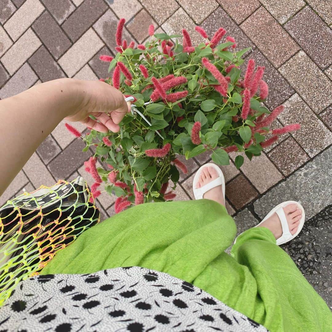 松本野々歩のインスタグラム：「投票の帰り道 「キャットテイル」とゆう植物を見つけました  猫たち　すごく気に入ったようです  #ヤカとモチマキ  #猫の野花 #ネコのモチマキ」