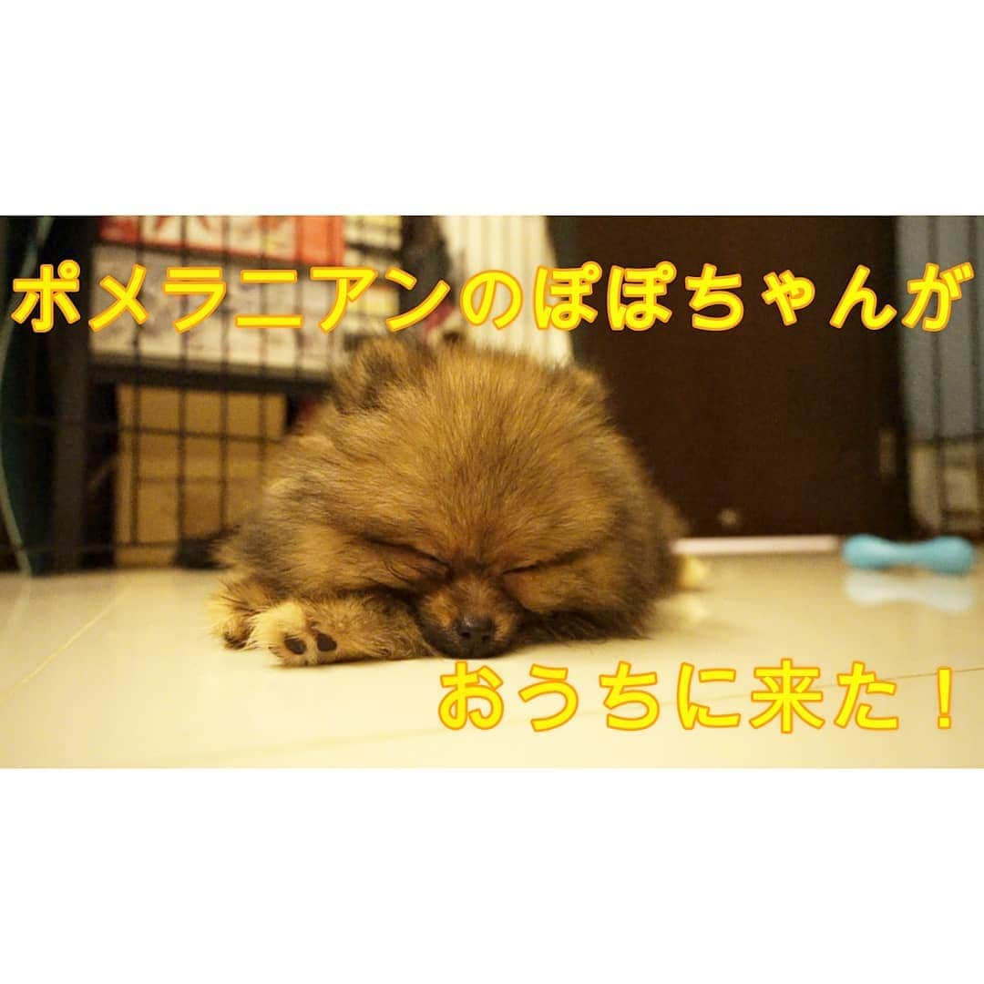 峯岸伽奈さんのインスタグラム写真 - (峯岸伽奈Instagram)「.  . .  Finally started popo the pom youtube channel!!!　 Please subscribe to my channel! The link is in my profile.🐾  遂に！ぽぽちゃんのyoutubeチャンネルを開設しました！  ぽぽちゃんを迎えた時にやりたいなと思っていたのにずっとなぁなぁにしていて、最近になりやっと本腰いれました。 ぽぽちゃんが成長する姿をのんびりと投稿していこうと思っています。  是非チャンネル登録お願いします🙇 リンクはプロフィールにあります🐾  #youtubeデビュー #pomestagram #pomeranian  #pomeranianworld #pompom #pompuppy #puppylove #dogstagram　#doglover #orangepomeranian #paw #ぽめすたぐらむ #ぽめらにあん部 #ぽめらにあん #ポメラニアン #ポメラニアン大好き　#いぬのいる暮らし　 #sonyalpha」7月5日 18時00分 - minegishikana_