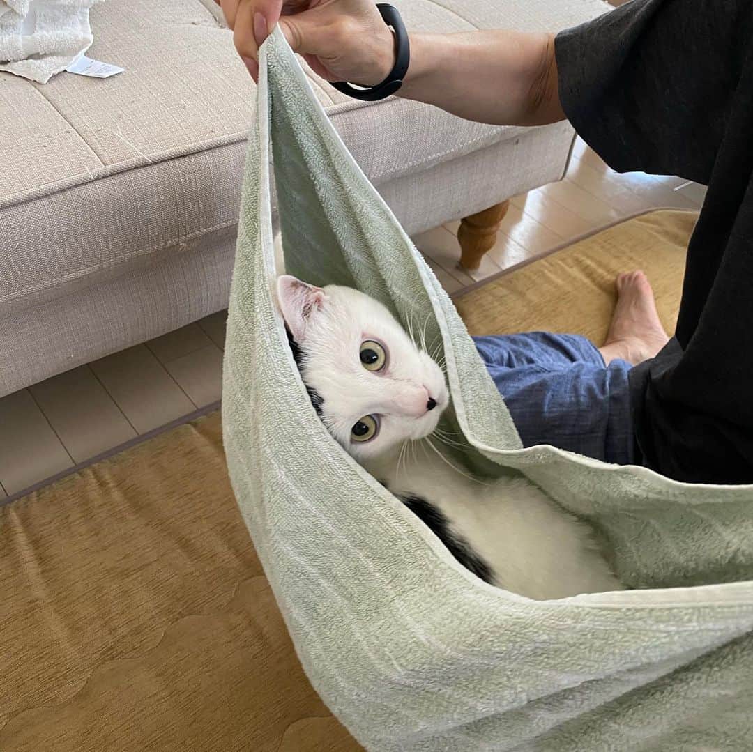 佐藤乃莉さんのインスタグラム写真 - (佐藤乃莉Instagram)「ママが来てくれたよー🧸💖  洗濯の邪魔をしてタオル包みにされる おすし🍣  #cat#猫#family#おすし#love」7月5日 18時25分 - nori_sato_