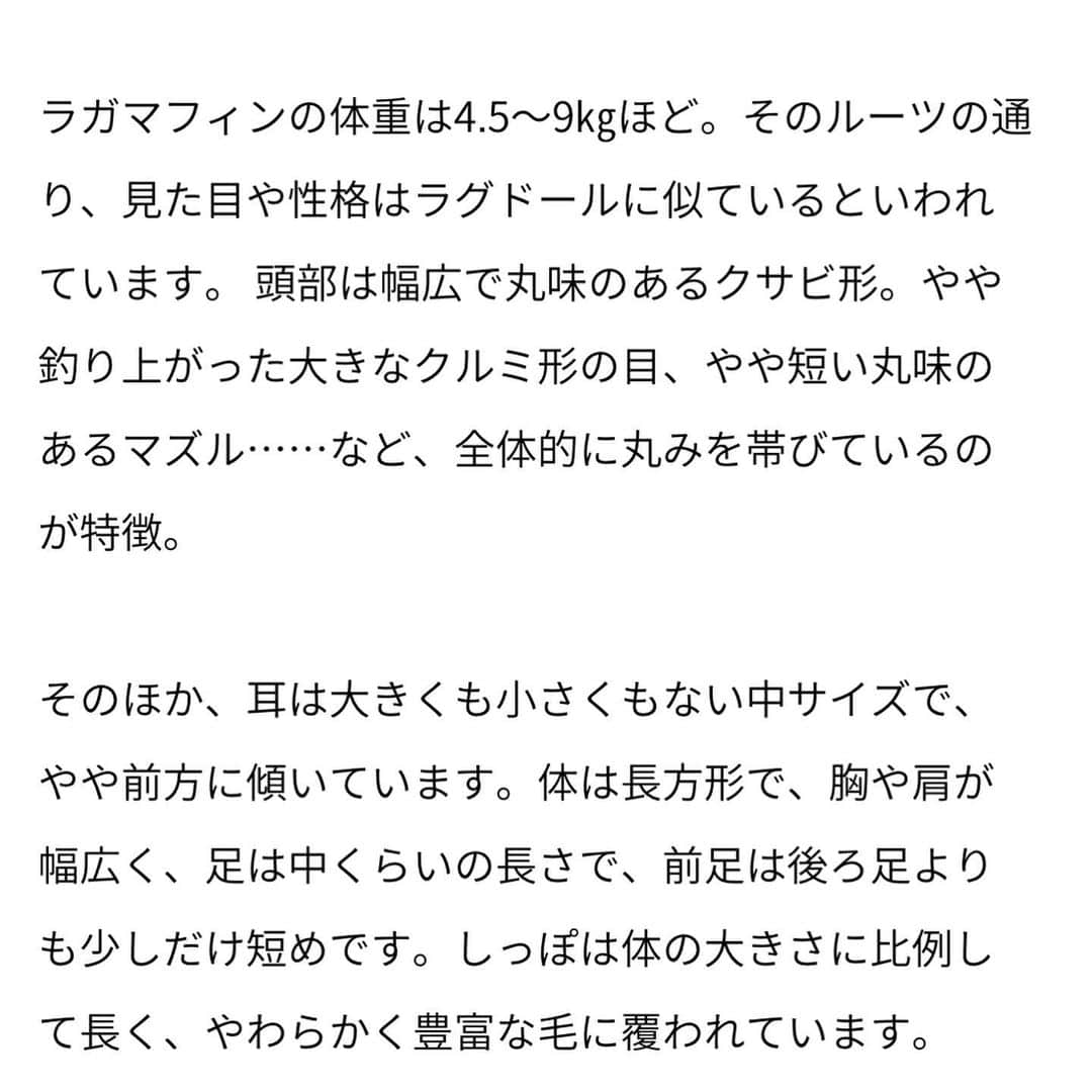 MUROさんのインスタグラム写真 - (MUROInstagram)「我が家に新しい家族が増え マスター✨😺 種類はラガマフィンで、 名前はDIGといいマス♪ #チャンディグ」7月5日 18時43分 - dj_muro