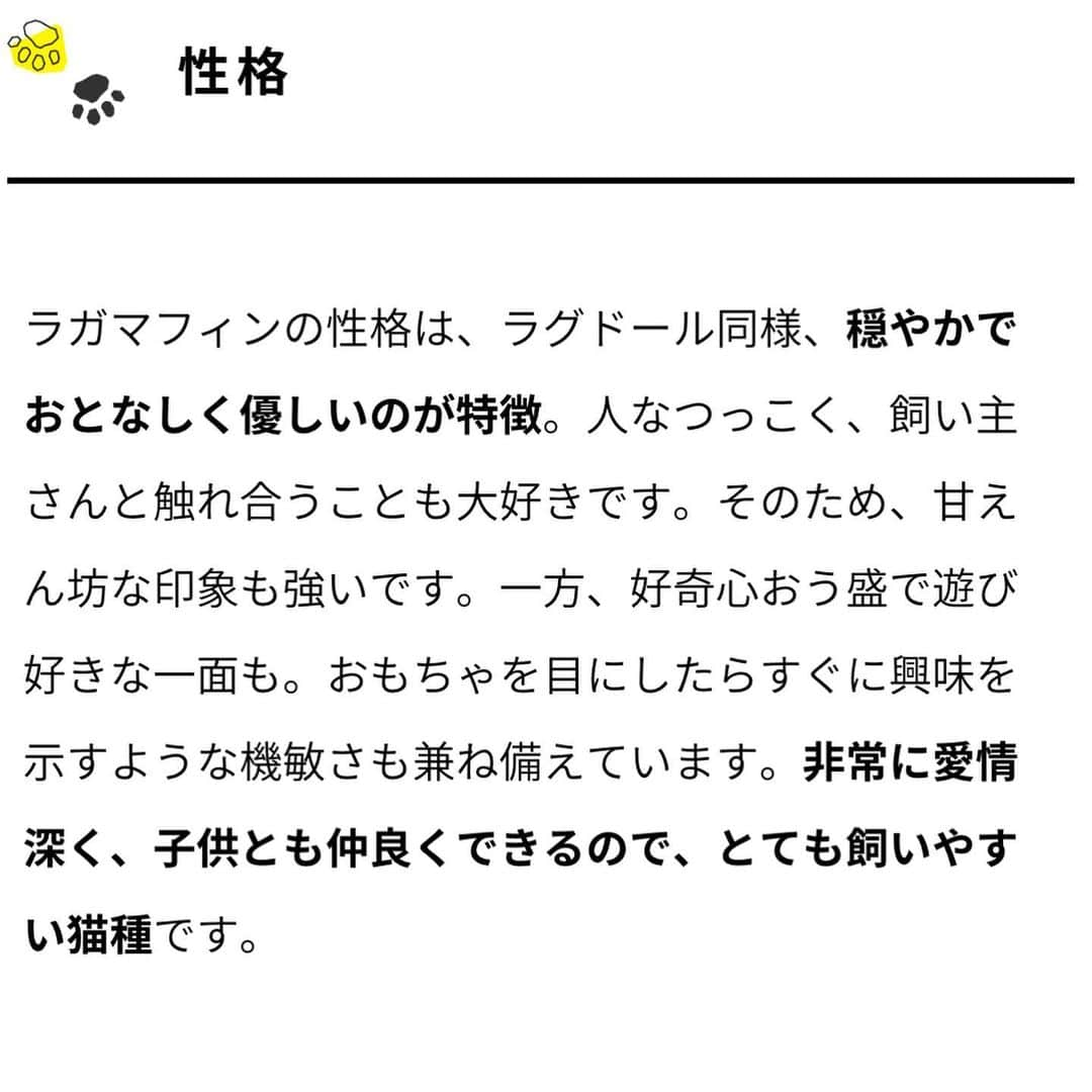 MUROさんのインスタグラム写真 - (MUROInstagram)「我が家に新しい家族が増え マスター✨😺 種類はラガマフィンで、 名前はDIGといいマス♪ #チャンディグ」7月5日 18時43分 - dj_muro