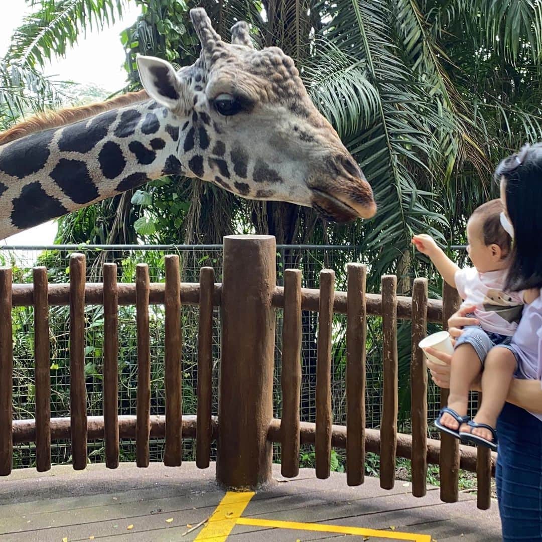 大西蘭のインスタグラム：「・ 久しぶりのSingapore Zoo🐘 ・ スタッフの方に聞いたら、ショーは休止だけど、エサやりはネットから予約すれば良いと言われたので、キリンとカメのエサやりを予約。 ・ 息子はキリンのエサやりは３回目だったので、待っている時から楽しみにしてる様子で慣れた手付きでニンジンをあげていました🦒 キリンに手を舐められても全然気にせず、嬉しそうにエサをあげていて、私も嬉しくなりました💕 ・ カメのエサやりは初だったけど、カメの大きさにひるむこともなく、ちゃんとあげられました🐢 このZooにいるgiant tortoise、1番大きいのは80歳は超えてるそう😳同じ種類のカメは長いと200年以上生きるって言っていました😳🐢 ・ トラムも休止中なので、クジャクが道路を我が物顔で闊歩していて、それを息子が追いかけていました🦚 ・ トラムに乗れないのは残念だけど、クジャクが自由に歩き回ってるのも、それはそれで良かった🦚 ・ ・ #singaporezoo」