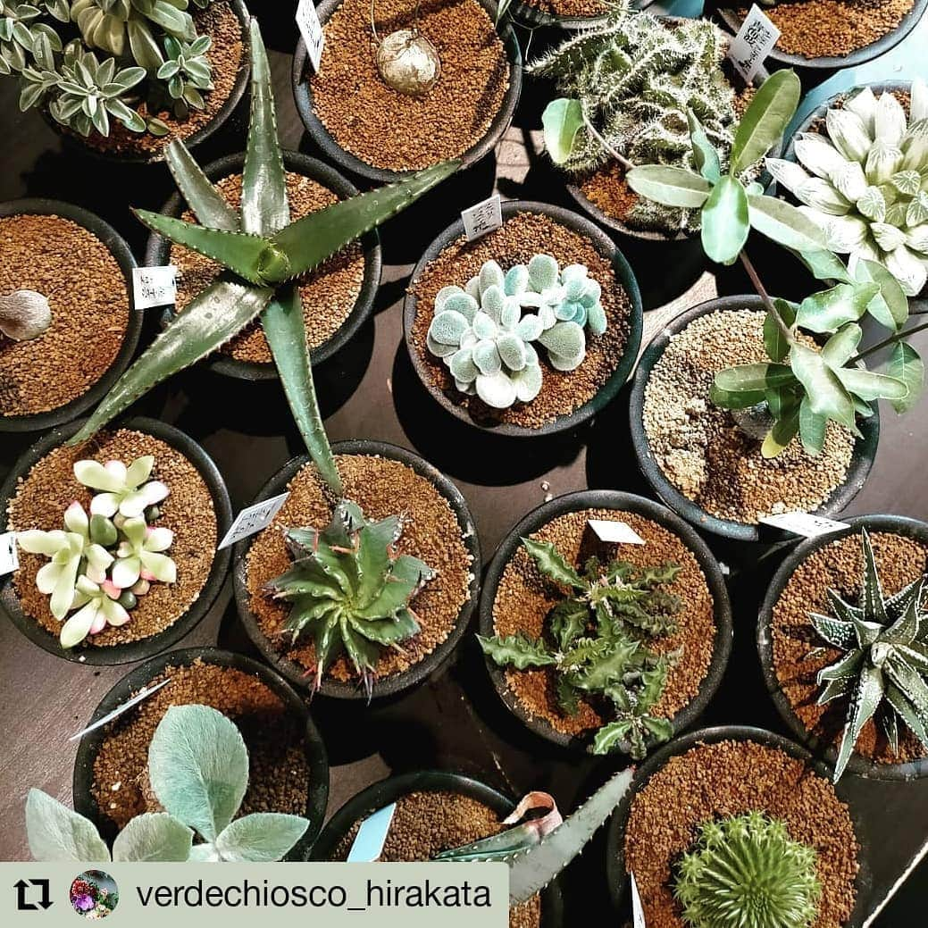 枚方T-SITEさんのインスタグラム写真 - (枚方T-SITEInstagram)「おうちで癒やされそうです。  #Repost @verdechiosco_hirakata • • • • • • 多肉など  ちょっぴりレアな多肉ミックス  それぞれ1つづつしかありません！みなさんにとってレアなもの見つけてくださいね(^ ^)  #多肉植物#かいこんしょくぶつ #ハオルチア#枚方tsite #花のある暮らし」7月5日 19時13分 - hirakata_tsite