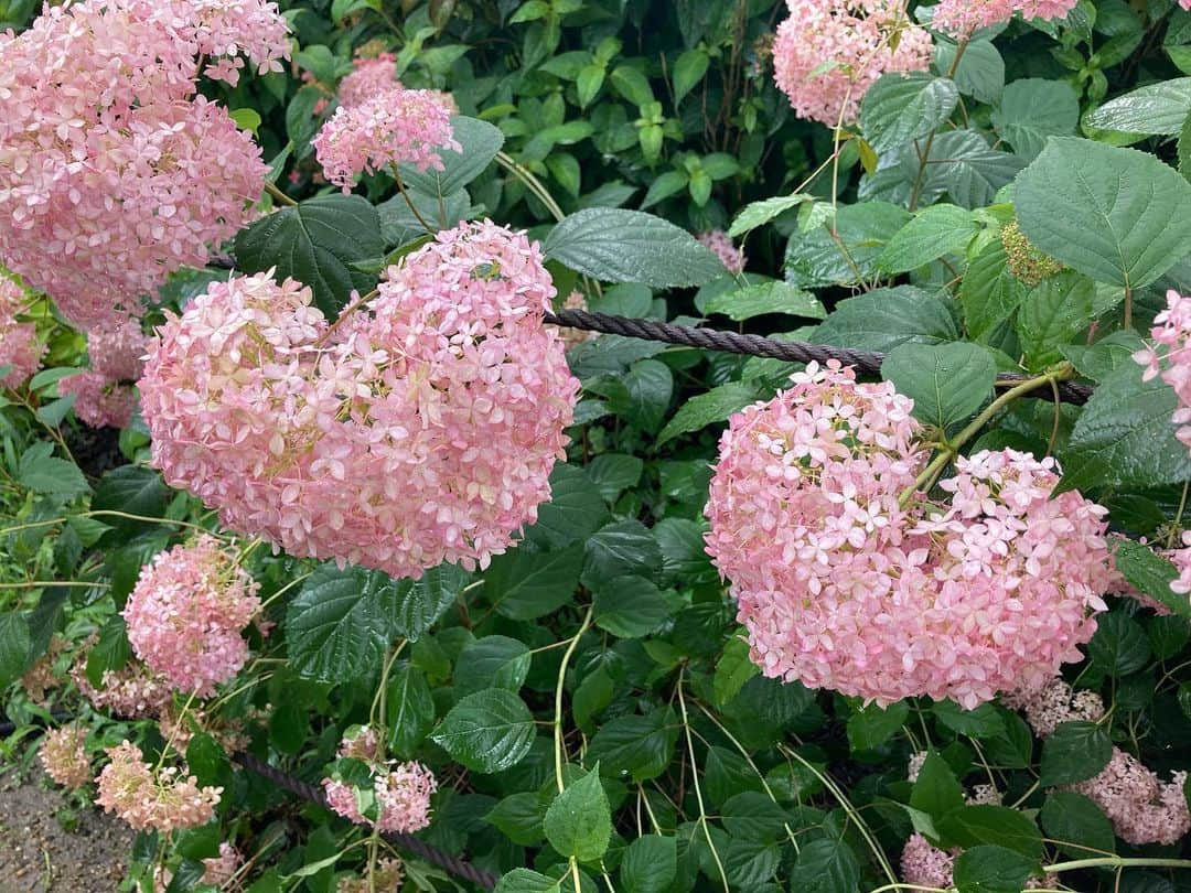 我孫子智美さんのインスタグラム写真 - (我孫子智美Instagram)「2020.06.28  #三室戸寺 #あじさい」7月5日 19時37分 - tomomomiabiko