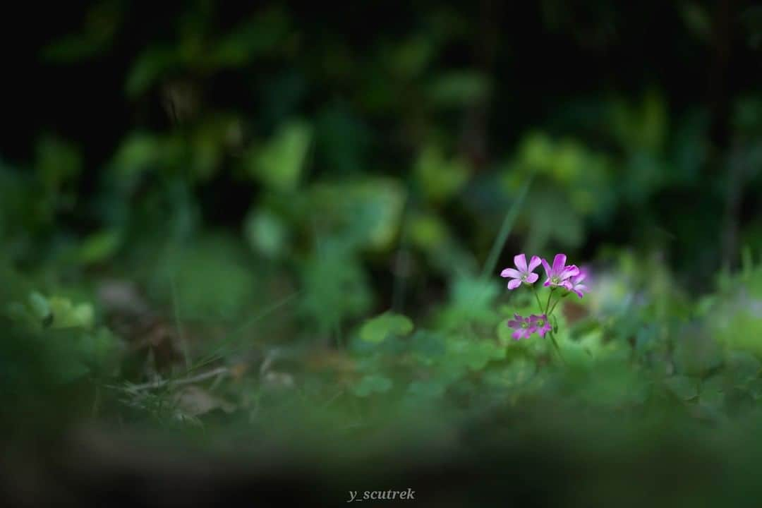 花の写真館さんのインスタグラム写真 - (花の写真館Instagram)「Photo by Yuuki Nishimoto.⠀ .⠀ Original Post[投稿いただいたURL]⠀ https://www.facebook.com/photo.php?fbid=2437647996513404⠀ .⠀ 本アカウントは、 #私の花の写真 をつけてInstagramに投稿された皆さまの花の写真や、「花の写真館」Facebookページで投稿された花の写真を紹介します。⠀ 「花の写真館」Facebookページは、「 @floral.photograph 」のプロフィールにあるURLからご覧ください。⠀ .⠀ ※各自、政府、自治体など公的機関の指示に従った行動をお願いします。⠀⠀ 東京カメラ部および分室では、写真を「見る楽しみ」を提供することを通して、微力ながら皆様にわずかな時間でも癒しをお届けしたいと思っております。⠀ ※本アカウントは東京カメラ部がFacebook、Instagramのサービスを利用して運営しているもので、Facebook社・Instagramとは一切関係ありません。⠀ .⠀ #花の写真館 #floralphotograph #floralphoto #flower #flowers⠀ Follow: @floral.photograph」7月5日 19時30分 - floral.photograph