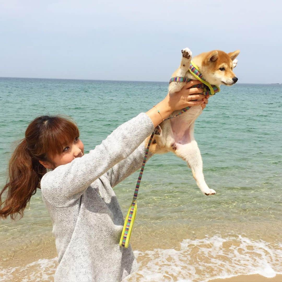 柴犬ハル&保護犬すずさんのインスタグラム写真 - (柴犬ハル&保護犬すずInstagram)「Fly💫 . 今年は海水浴とか出来ないのかな😭 . #コロナめ #コロナを憎んで人を憎まず  #懐かしのベビハル時代 #福岡の糸島の海だよ . #柴犬#柴#kagoshima#dog#puppy#shibainu#shibastagram#いぬバカ部#family#鹿児島#赤柴#雑種#天文館#日本犬#保護犬を家族に#保護犬#元保護犬#姉妹#dogs#Kagoshima#動物#animal#どうぶつ#コロナ#糸島#福岡」7月5日 19時39分 - haruharu040777