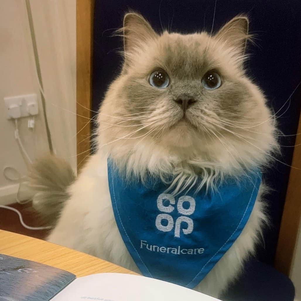 Misty The Moggieのインスタグラム：「We love @winnytheragdoll She joined her pawrent at work for a day and was a model team member!」