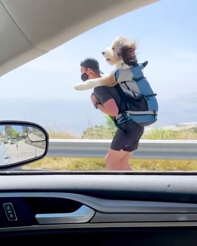 Daily The Best And Funniest Videosのインスタグラム：「Cruisin’ with the pup in California 🌴😊 By @lilmanlife & @andrewlaske」