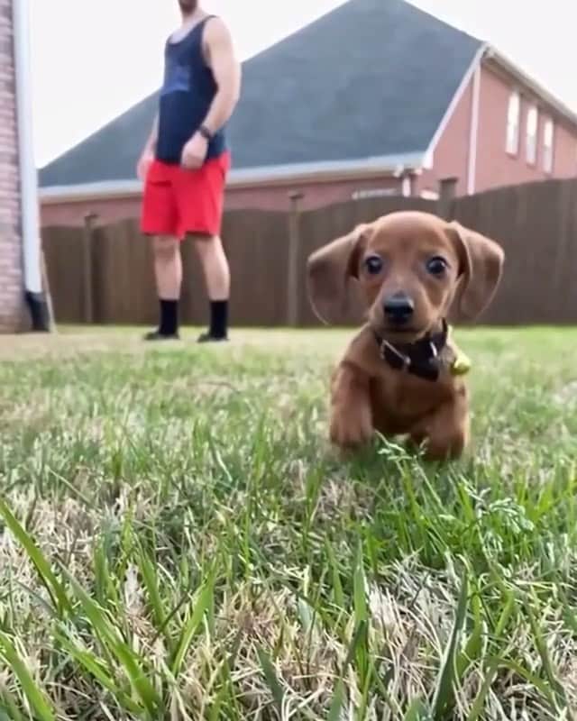 animals.coのインスタグラム：「Who let the dogs out? 🐶😂  Video by @otistheogsausage」