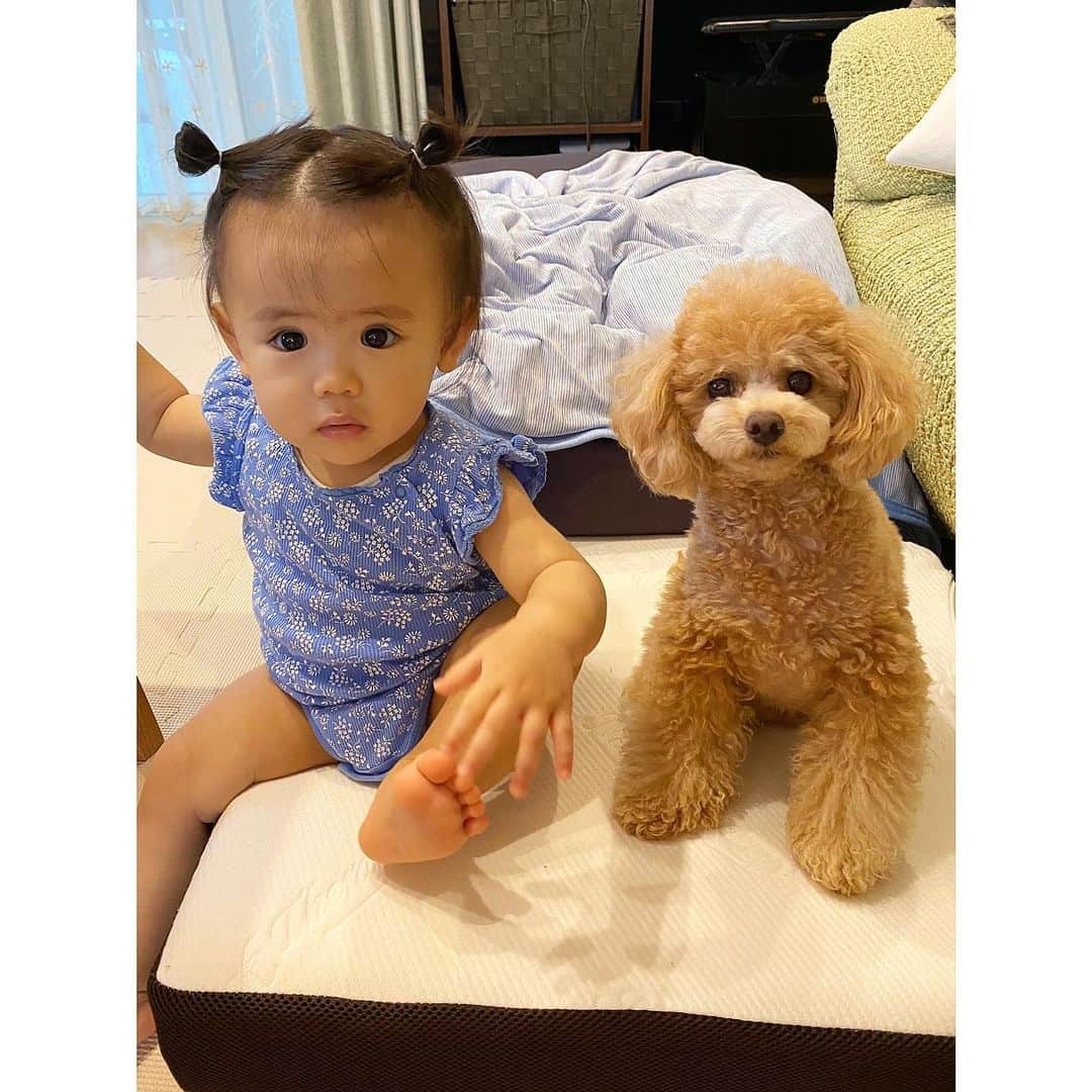 姫野れみのインスタグラム：「たまらないコラボをこちらにも🥺❤️ @tiny__vivi に娘と愛犬ヴィヴィの写真載せてます♡ ・ #baby #girl #babygirl #11months #dog #tiny  #tinypoodle #poodle #toypoodle #dogstagram  #mydog #instadog #lovemydog #lovedog #11ヶ月 #赤ちゃん #ベビー #女の子ベビー #女の子 #ベビフル #ベビモ #赤ちゃんのいる生活 #べびすたぐらむ #愛犬 #ヴィヴィ #タイニープードル #タイニー #トイプードル #トイプー」