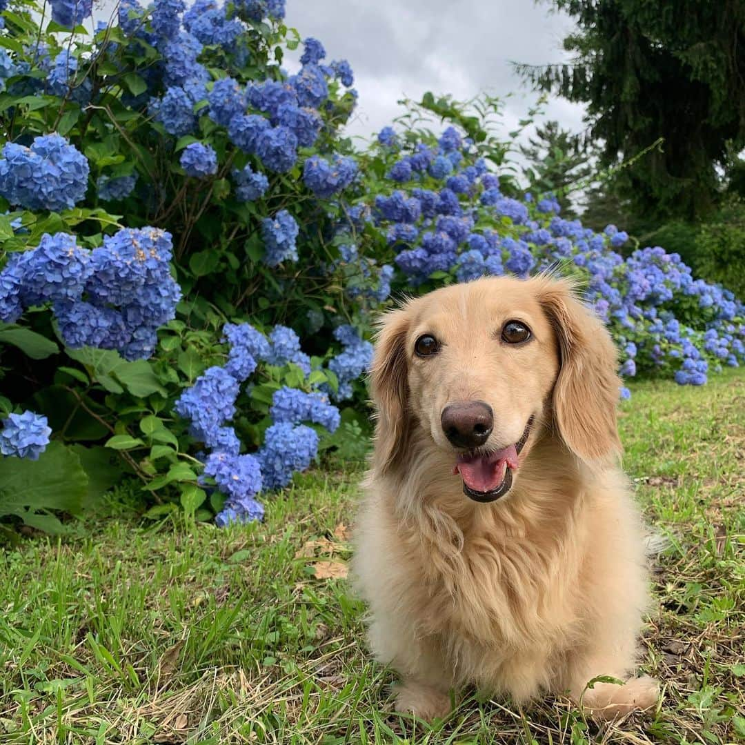 ハッチ＆ニコさんのインスタグラム写真 - (ハッチ＆ニコInstagram)「梅雨空の合間に　#紫陽花　と記念撮影  #カメラ嫌い同好会 #pecoいぬ部 #犬の生活が第一 #癒しわんこ #dachshund #犬バカ部 #短足部 #ふわもこ部 #tokyocameraclub #東京カメラ部」7月5日 20時21分 - hacth427