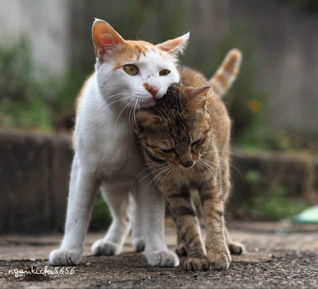 路地裏のにゃん吉さんのインスタグラム写真 - (路地裏のにゃん吉Instagram)「今日も会えたね  #猫穴部 ぽん吉 ごぼう #แมว #igersjp#のらねこ部#猫#ねこすたぐらむ#ねこ部#straycat #にゃんすたぐらむ#みんねこ #cats#ファインダー越しの私の世界 #catsofinstagram#catgag #gatto#catloversclub#ペコねこ部#ピクネコ #東京カメラ部#icu_japan#team_jp_西 #고양이#nekoclub #catstagram#広がり同盟 #bestcatclub #gallery_legit #kawaii#love_bestjapan #meow」7月5日 20時15分 - nyankichi5656