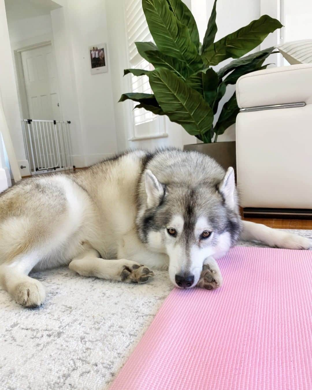 ケイラ・アイトサインズさんのインスタグラム写真 - (ケイラ・アイトサインズInstagram)「SWIPE!! Hahah Ace is so cute when I work out from home! He will literally sit and watch me the entire time. As soon as he hears me huffing and puffing he gets worried that I’m in pain so he’ll just watch me and make sure that I’m ok. It’s so funny but also really cute. 💛⁣ Meanwhile, Arna thinks that my training is the funniest thing ever and laughs hysterically while I’m jumping around hahah. 😂⁣ ⁣ #BBGmums, what do your kids think of your workouts??⁣ ⁣ #BBGathome #SWEATathome」7月5日 20時30分 - kayla_itsines