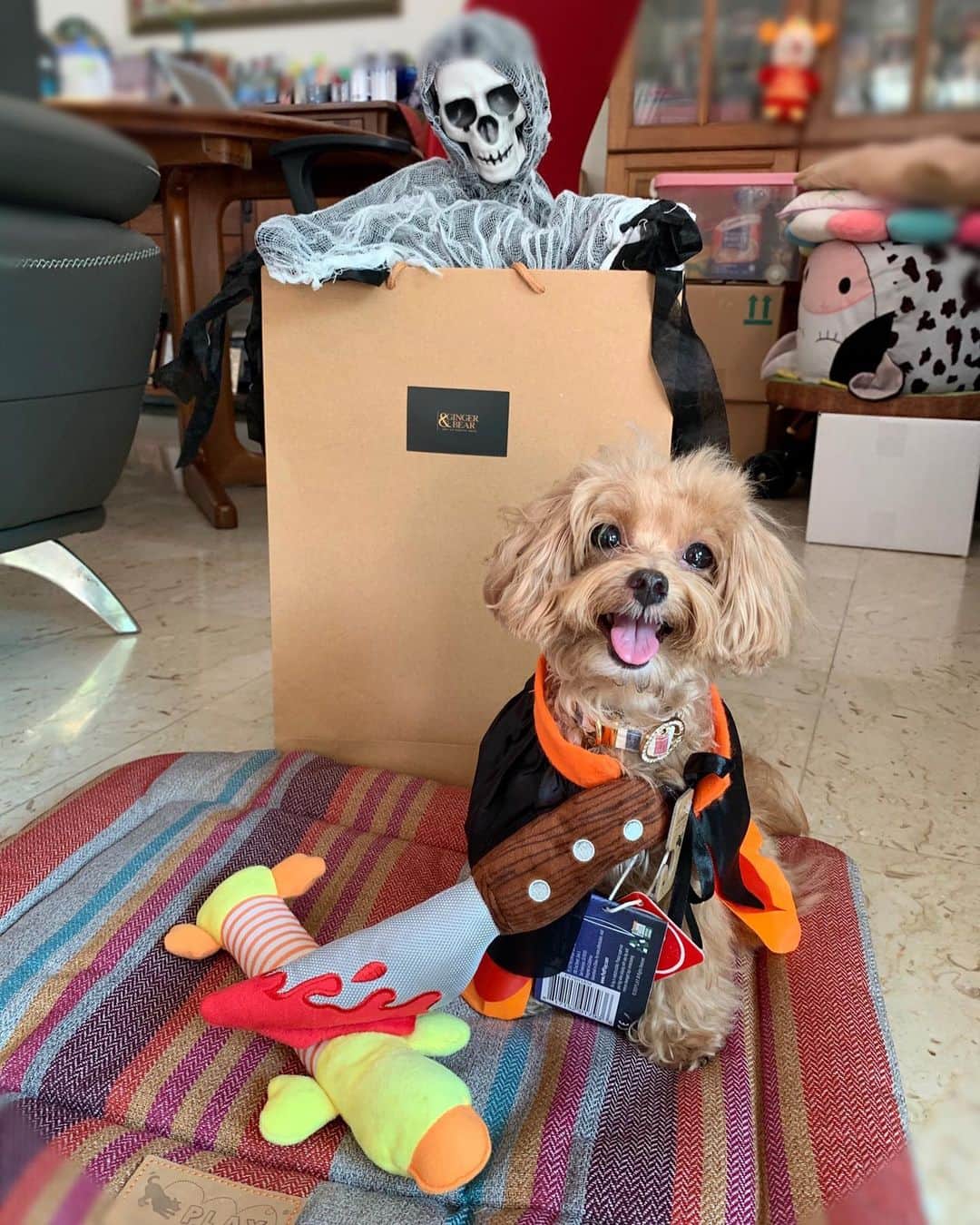 Ⓜ️їк◎ みこ 미코 ? Dogsのインスタグラム：「How do you like my new colorful 🌈cushion and the dagger toy ☠️ from  @ginger.and.bear and @hoolahco ? 😍  Mama said in this covid-19 situation, we all have to save up for rainy days, so she said can try this @hoolahco at @ginger.and.bear online store to buy now but pay later for your items in 3 payments with ABSOLUTELY NO interest!  Not a bad idea, isn’t it? 😉  Furthermore if you use the discount code “HOOLAH10”, you still can get 10% off till 4th August!  Wow 🤩   Stay safe and Happy shopping! 🛍   #hoolahCrew #weshopwithhoolah.  📆〔5Jul2020〕 . #maltipoosofinstagram #dogs #barkhappy #maltipoo #maltese #toypoodle #ワンコ #わんこ #犬 #いぬ #トイプードル #dogsoftheday #poodlesofficial #poodle #puppylove #petfancy#furball #sgpet #poodleclub #poodleclubsg #furbabies #furballs #puppiesforall #pawsomepoodles #singaporedogs #개 #푸들 #강아지」