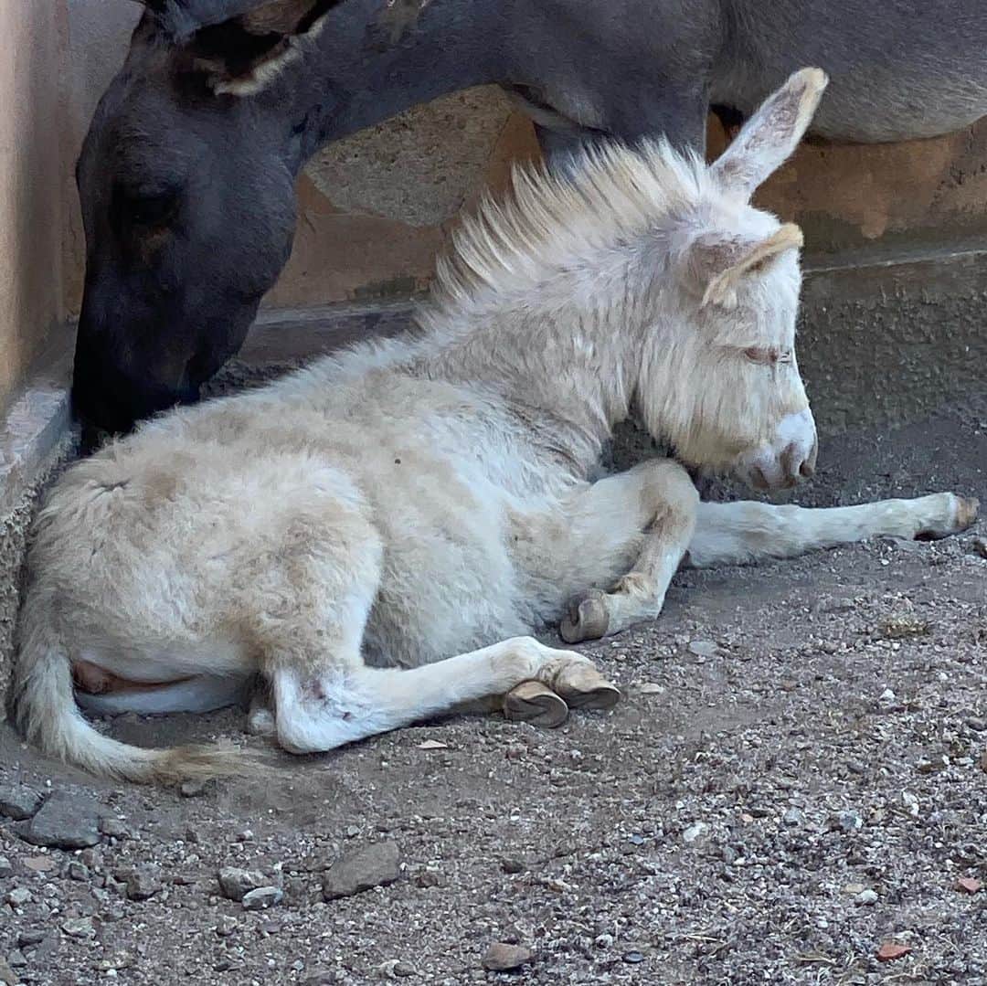 のインスタグラム：「UNICORN donkey .... magical young foal ( when only one ear is up ..😉) on an isolated island 🦄💫 #unicorn」