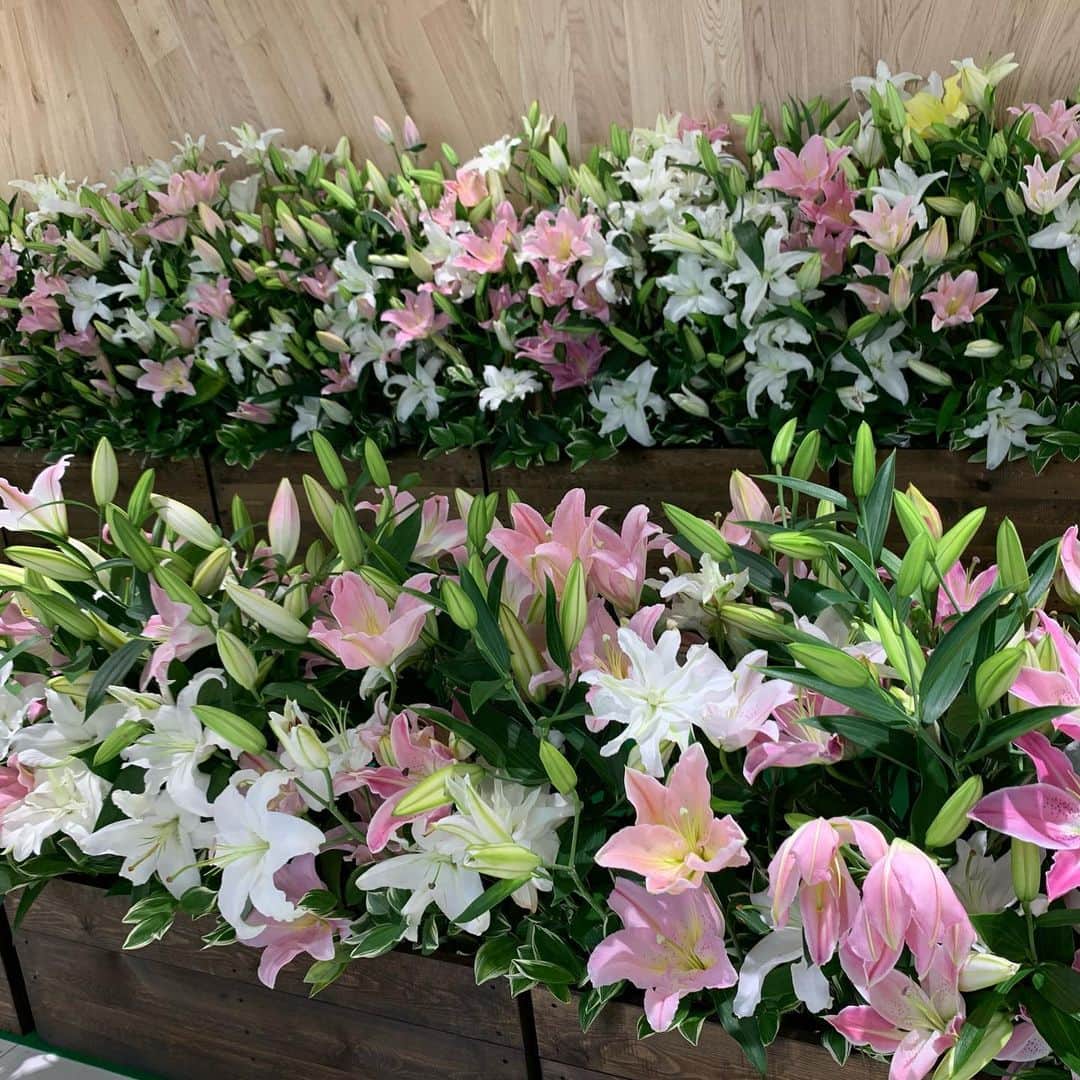 大桃美代子さんのインスタグラム写真 - (大桃美代子Instagram)「Niigata Station is decorated with many flowers🇬🇧  니가타 역은 많은 꽃으로 장식되어 있습니다  新泻站装饰着许多花  新潟駅に花がたくさん飾られています。  コロナ禍でお花の需要が減ってしまいました。  生産者とお花屋さん、そして市が協力して、  花を市民のみなさまにみてもらおうと言うプロジェクトです。  駅の9か所に5000本の花のディスプレー。  花の街新潟。  チューリップは生産量日本一。🌷  ユリは栽培面積日本一なんです。💐  新潟駅に行ったら、是非見てください。  1番多く飾られているのは、  ビックカメラの一階です。  そして、お花を買って家で飾っていただけると幸いです。  魚沼市の堀之内町のカサブランカも最高ですよ。  新潟の花をよろしくお願いします。  ps.マスクはイオン  #新潟市#花いっぱいプロジェクト#ユリ#ひまわり#マリーゴールド#あいみょん#花き農家応援 #コロナ禍#新泻站#niigatstation#니가타역#フルフルフラワーキャンペーン #魚沼市#堀之内町#ユリの花#大桃美代子」7月5日 21時06分 - miyoko_omomo