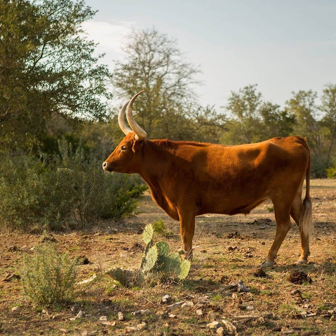 National Geographic Travelさんのインスタグラム写真 - (National Geographic TravelInstagram)「Photo by @hellokrisdavidson  This noble Texas longhorn stood like this for a good 10 minutes, basking in the long afternoon sunlight. Texas longhorns are descended from cattle brought into the Americas by the Spanish in the late 1400s and early 1500s. From there, wild herds underwent intense natural selection. The cattle that survived were the ones that became disease-resistant and able to thrive through droughts, floods, and extremes of heat and cold. Despite their daunting horns, the breed is known for a gentle disposition. #Texas #Longhorn #cattle」7月5日 21時07分 - natgeotravel