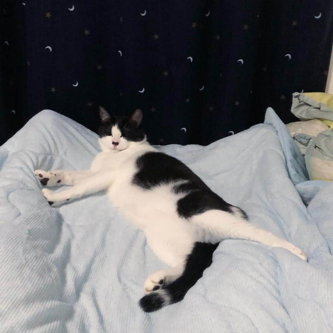 ぽんずのインスタグラム：「昨夜「おやすみー」と電気を消してからの3変化。  #ねこ#猫#cat#猫好き#親バカ#はちわれ#ハチワレ#はちわれ猫#ハチワレ猫#白黒猫部#にゃんすたぐらむ#ilovecat#猫大好き#うちの猫自慢#白黒猫 #我が家のぽんずくん #ちゅーちゅー妖怪」