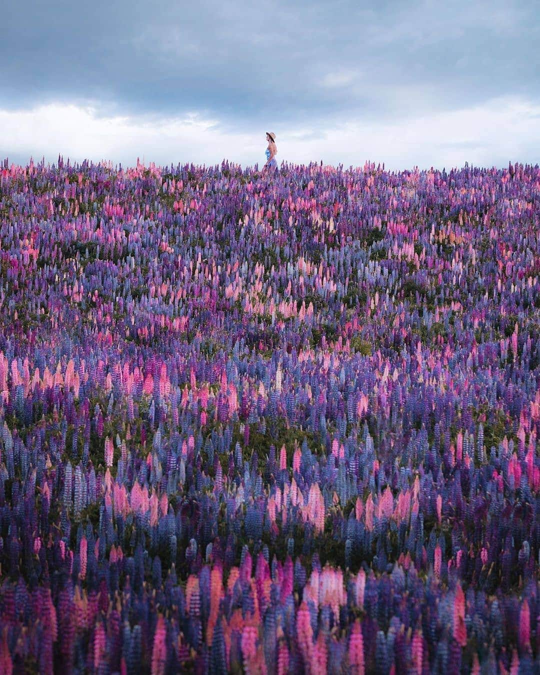 BEAUTIFUL DESTINATIONSさんのインスタグラム写真 - (BEAUTIFUL DESTINATIONSInstagram)「So many shades of pink and purple in New Zealand because of these lupines! 🌸 It has us dreaming of visiting here in the future! What beautiful destination do you want to travel to next? (📸: @ryanresatka 📍: New Zealand)」7月5日 21時11分 - beautifuldestinations