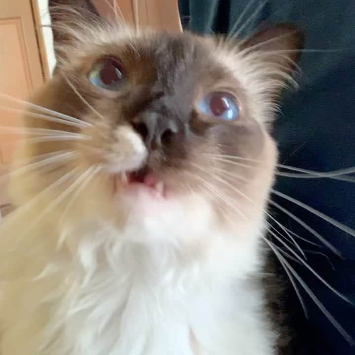 takegaeruのインスタグラム：「本日の甘えんぼちゃん😸 もぐもぐもぐもぐ #cat #猫 #ragdoll #ラグドール #ホワイトポッチーズ」