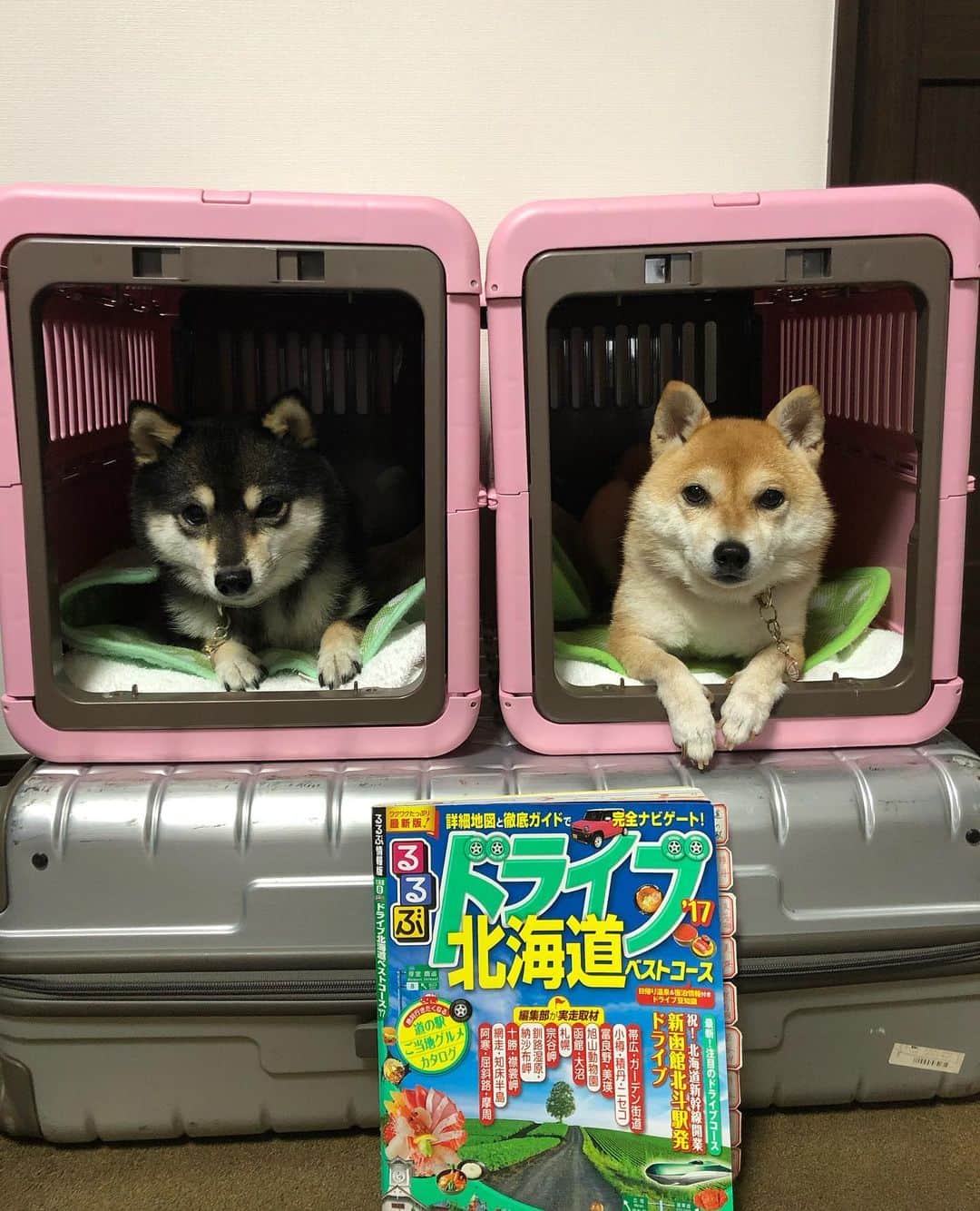 豆柴なつ&ふゆさんのインスタグラム写真 - (豆柴なつ&ふゆInstagram)「We'll go to Hokkaido from tomorrow😊❤️ 明日から2週間北海道に行って来ます😊❤️   #4月と5月の旅行は中止した #trip #北海道 #犬連れ旅行 #hokkaido  #旅行#dogstagram  #thedailyshibainu #シバフル #わんダフォ #shibamania  #柴犬ライフ#pecoいぬ部 #shiba_snap  #instashiba#cutedogs  #柴犬#shiba #shibainu #shibastagram #いぬすたぐらむ #pecoいぬ部 #犬バカ部 #shibainumag_feature #instafollow #dogoftheday  #🐕📷 #theshibasociety  #柴#proudshibas  #柴犬マニア」7月5日 21時15分 - mameshiba.natsuinu56