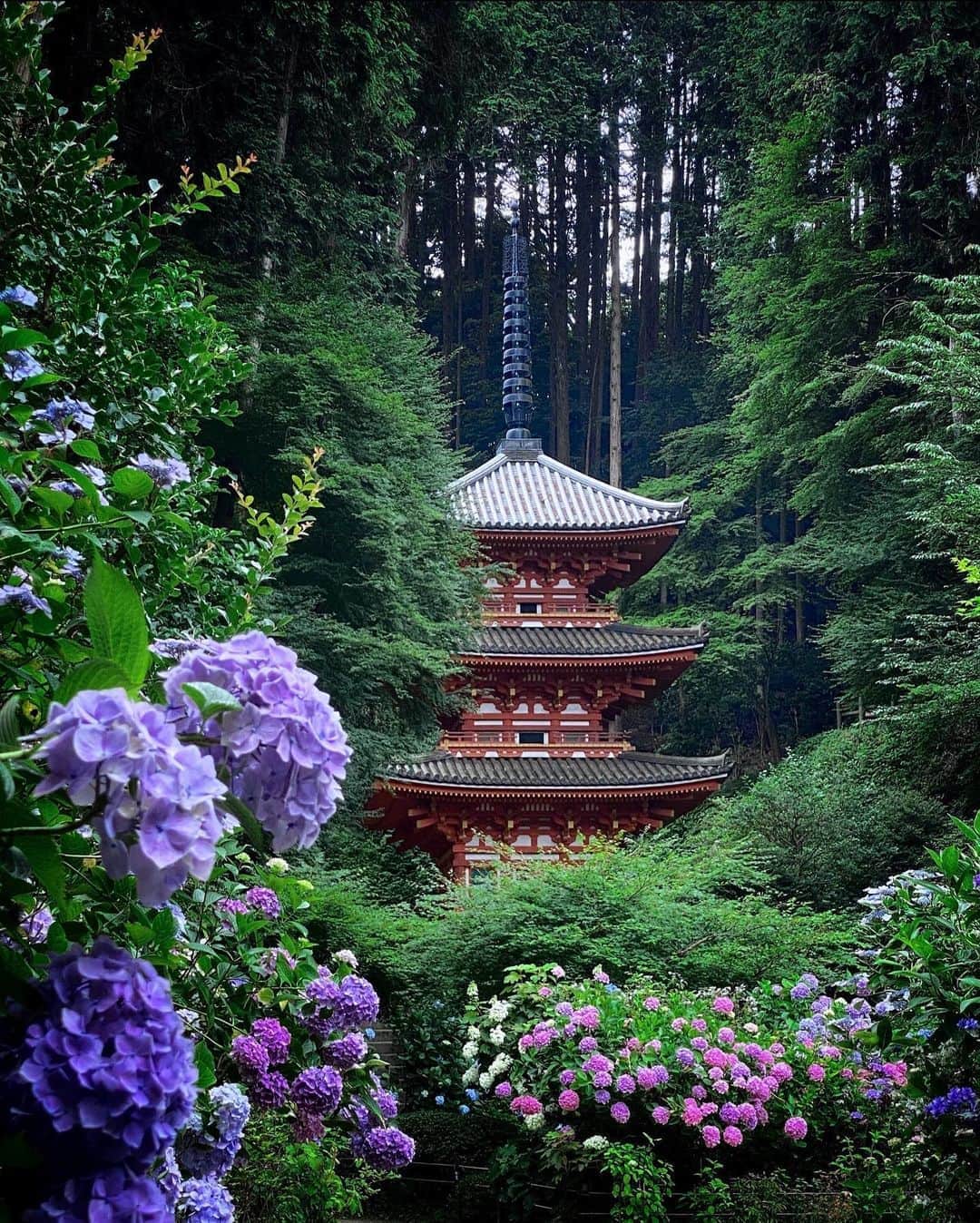 Koichiのインスタグラム：「| 安治佐為  Hydrangea  . #Hellofrom #Kyoto #BeautifulJapan . #岩船寺 #京都 .」