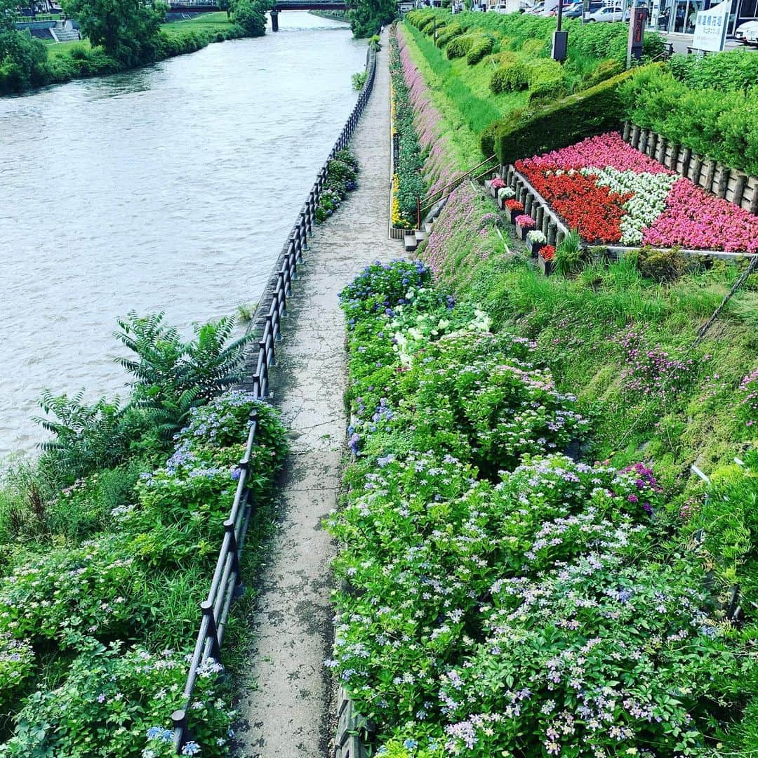 大隅智子さんのインスタグラム写真 - (大隅智子Instagram)「盛岡の開運橋の花壇。 いつも季節の花があります。今はアジサイが見頃です。 #開運橋　#盛岡　#岩手　#アジサイ　#北上川」7月5日 21時37分 - tomokotenki