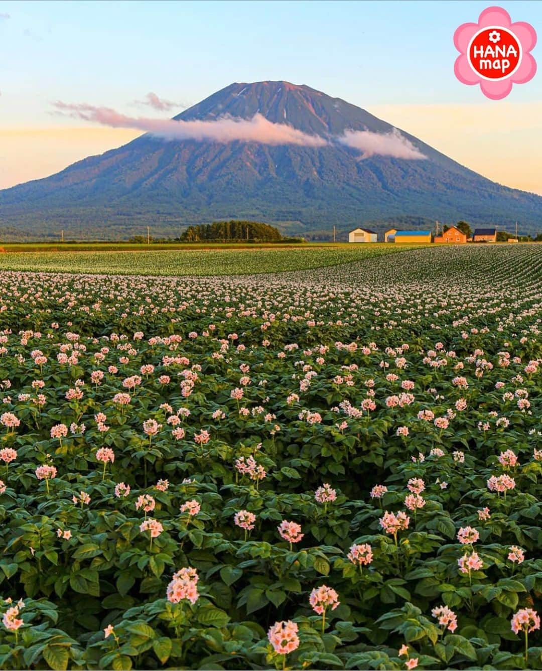 はなまっぷ❁日本の花風景のインスタグラム