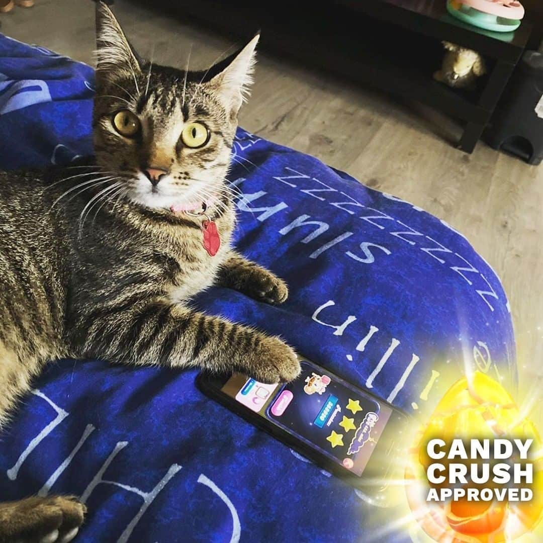 Candy Crushさんのインスタグラム写真 - (Candy CrushInstagram)「'Get your paws off my game!' 🐱  Thanks for sharing @agnajka Does anyone else have a pet that's a Candy Crush lover?」7月5日 22時00分 - candycrushsaga