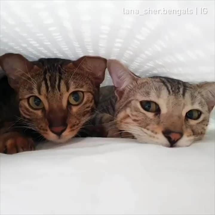 Aww Clubのインスタグラム