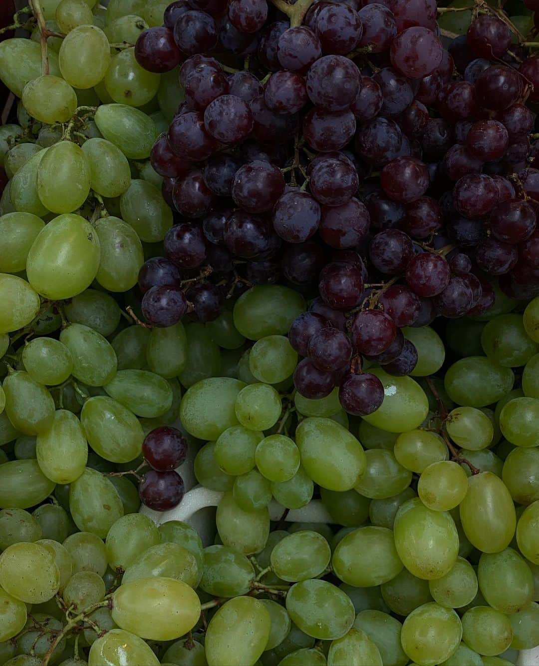 Mathilde Goehlerのインスタグラム：「🍇 🍇🍇」