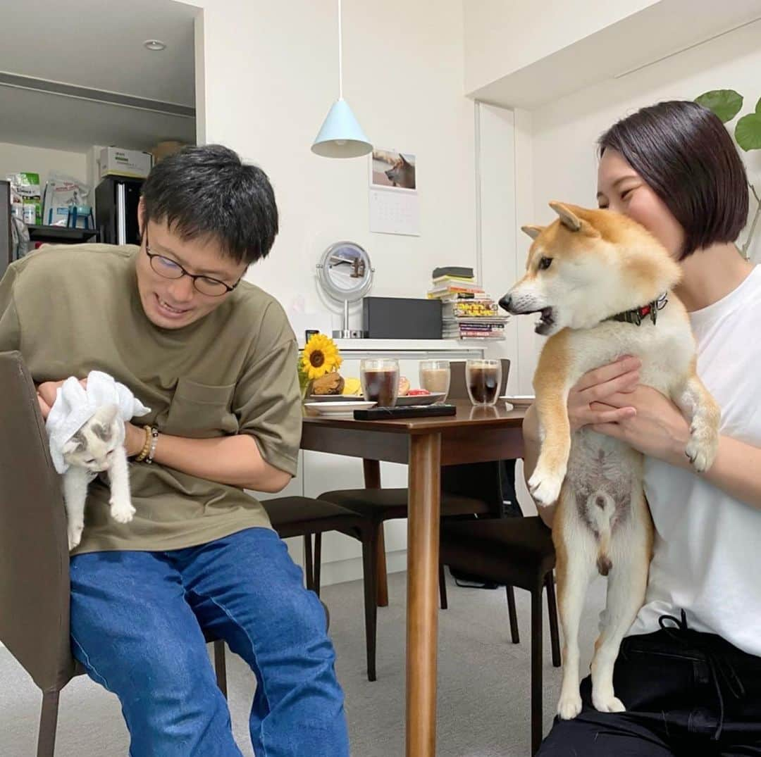 大山加奈さんのインスタグラム写真 - (大山加奈Instagram)「. . 記念に4人での写真を 撮ってもらいました🥰 . 横に並んで撮ろうとすると だいずが怒りまくり おこめが怖がるという負のループなので （5.6枚目参照） 前後に並んで撮るという作戦に笑。 . . これはこれで とっても良い写真となりました🥰 だいずもおこめも全部かわいくて 絞りきれなかったので 全部載せちゃいます🥰 . . #だいず #だいず🐕💓 #豆柴 #豆柴部  #柴犬 #しばいぬ  #犬のいる暮らし#🐶 #🐕#いぬすたぐらむ #ワンスタグラム #しばすたぐらむ #mameshiba#shibainu#shibastagram #柴犬好きさんと繋がりたい #柴犬のいる暮らし #柴犬ライフ#おこめ🐈💓　#おこめ #子猫　#保護猫　#猫部　#猫のいる暮らし  #ネコスタグラム #ネコ部　#cat #catstagram #babycat #犬と猫のいる暮らし」7月5日 22時18分 - kanaoyama0619