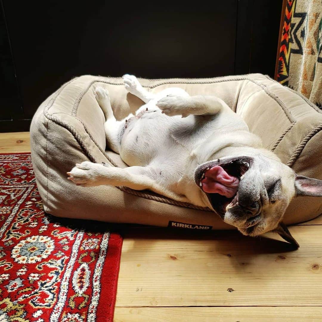tamiさんのインスタグラム写真 - (tamiInstagram)「*﻿ #マッシュの暮らし﻿ *﻿ お誕生日おめでとう、のコメントやDMありがとうございました🥺﻿ 嬉しくって～、幸せでした♡﻿ ﻿ マッシュは相変わらず毎日可愛い～～。﻿ (結局このベッドが一番好きらしい)﻿ *﻿ *﻿ #犬バカ部 ﻿ #フレンチブルドッグ#frenchbulldog ﻿ #frenchie#フレブル#ブヒ#ムッチリ﻿ #犬スタグラム#犬との暮らし」7月5日 22時21分 - tami_73