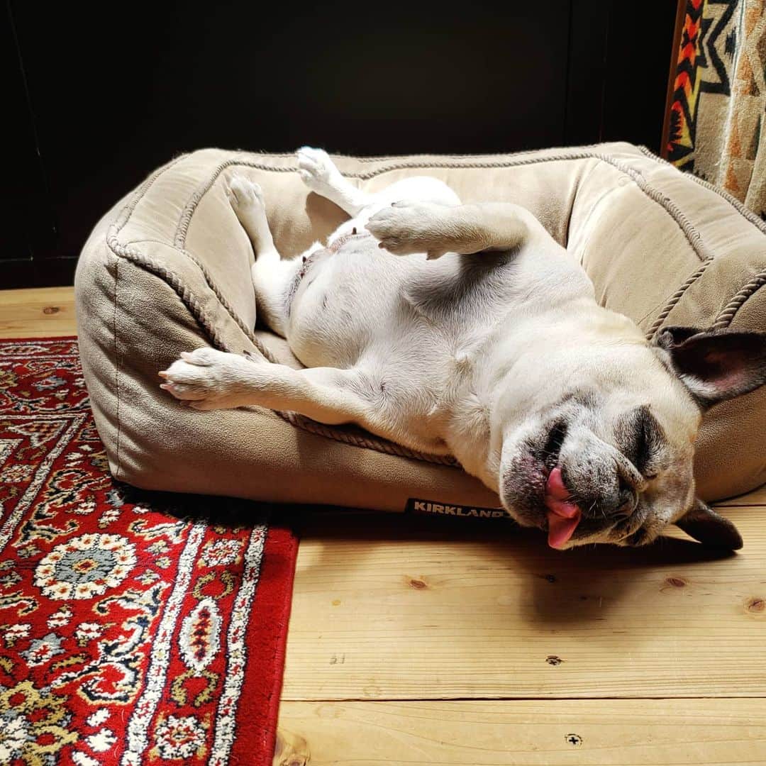 tamiさんのインスタグラム写真 - (tamiInstagram)「*﻿ #マッシュの暮らし﻿ *﻿ お誕生日おめでとう、のコメントやDMありがとうございました🥺﻿ 嬉しくって～、幸せでした♡﻿ ﻿ マッシュは相変わらず毎日可愛い～～。﻿ (結局このベッドが一番好きらしい)﻿ *﻿ *﻿ #犬バカ部 ﻿ #フレンチブルドッグ#frenchbulldog ﻿ #frenchie#フレブル#ブヒ#ムッチリ﻿ #犬スタグラム#犬との暮らし」7月5日 22時21分 - tami_73