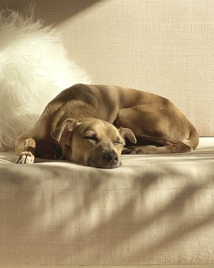 ギャランス・ドレのインスタグラム：「So happy she found her sleep again. Yesterday we celebrated 4th of July but came back home before dusk to hold her tight as fireworks were going for the whole night and she was shaking and panting.  . If you don’t have a dog you’re probably like - what is she talking about? And if you have one you I’m sure you know exactly what I am saying... . Holding her for hours made me think a lot about fear. All of the fears we’re going through right now. How disempowering and communicative they are. How we lose control of our bodily reactions. How fast we get into fight - anger - or flight if we don’t have a clear understanding or control of a situation.  . And how much love and care and patience and softness and holding each other can help... . Ps when I am sad she’s the one who takes care of me. Aaaaaw, dog love.」