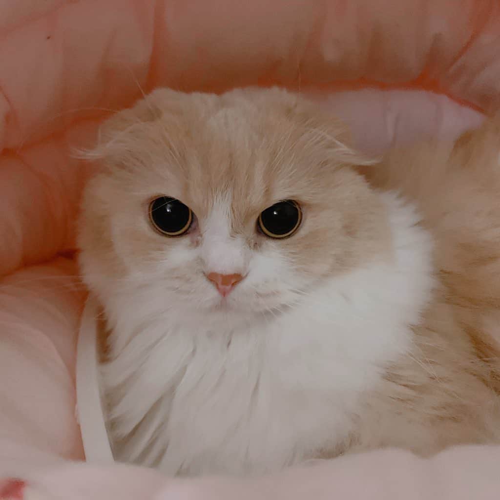 のんたのインスタグラム：「たまにはかわいいぼーちゃんを💗 そんなぼーちゃんにはファンクラブがあります(会員2名w) 会長と副会長に溺愛されているぼーちゃんでした😂 ・ #scottishfold #catstagram_japan #catsofinstagram #cats_of_instagram#catoftheday #ilovemycat #bestmeow #catlover #cutecat #kittensofinstagram #cute #スコティッシュフォールド」