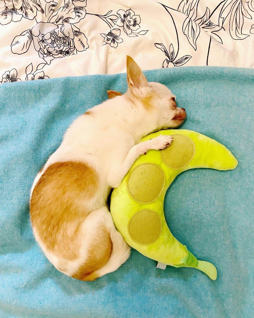 のインスタグラム：「豆枕の使い方いろいろ🐶」