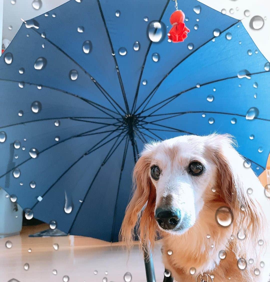 向日葵?さんのインスタグラム写真 - (向日葵?Instagram)「今日も雨☔️ 九州地方の大雨😢 これ以上被害が大きくなりませんように🙏 ＊ ちーくんの誕生日まで5日❣️ ＊ #犬#ダックス#ダックスフンド#ミニチュアダックス#dachs#いぬぐみ📛#pecoいぬ部#シニア犬 #よく寝るシニア犬#わんぱく部#サンデイ#todayswanko #ボンボンハイスクール」7月6日 8時41分 - hinata.miyuki