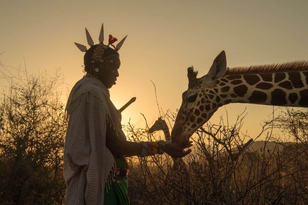 National Geographic Travelさんのインスタグラム写真 - (National Geographic TravelInstagram)「Photo by @amivitale  Philip, a Samburu guide from a nearby camp, greets a tower of reticulated giraffes in the Namunyak Wildlife Conservancy in northern Kenya. The Samburu are traditionally nomadic pastoralists, and the community here has been deeply involved in creating and managing the conservancy, an 850,000-acre area helping to preserve the diversity of wildlife found here. The conservancy helps the Samburu combine their knowledge with modern science to more sustainably manage their rangeland. Follow @amivitale, @r.e.s.c.u.e, @giraffe_conservation, and @sdzsafaripark to learn more about issues facing giraffes today and efforts currently being undertaken to save them. @kenyawildlifeservice @thephotosociety #giraffe #giraffes #kenya #stoppoaching #conservation」7月6日 9時05分 - natgeotravel