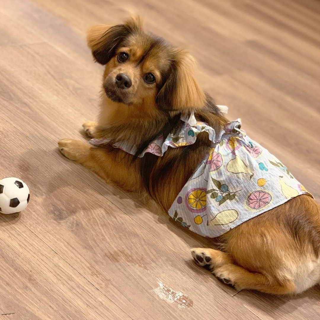 ゆがつくひとのインスタグラム：「. 最近の我が子ちゃんシリーズ🐶❤️ .  #天使 #我が子 #可愛い #可愛すぎる  #世界一可愛い #女の子 #トリミング  #愛しい #女の子ママ #いぬすたぐらむ  #わんこのいる暮らし #わんこは家族  #わんこなしでは生きていけません会  #わんこのいる生活 #幸せ #わんこ部  #mix犬 #シークス #シーダックス #ドックラン #親バカ部 #愛犬との時間」