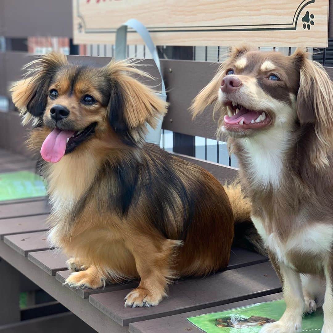ゆがつくひとのインスタグラム：「. お友達との写真と動画🐶💓🐶 マロンくん率たかい‪⸜( •⌄• )⸝‬ . いつもまろと仲良くしてくれて みなさまありがとうございます😂💕💕 .  #天使 #我が子 #可愛い #可愛すぎる  #世界一可愛い #女の子 #トリミング  #愛しい #女の子ママ #いぬすたぐらむ  #わんこのいる暮らし #わんこは家族  #わんこなしでは生きていけません会  #わんこのいる生活 #幸せ #わんこ部  #mix犬 #ドックラン #親バカ部  #お友達 #みんな可愛い #愛犬との時間」