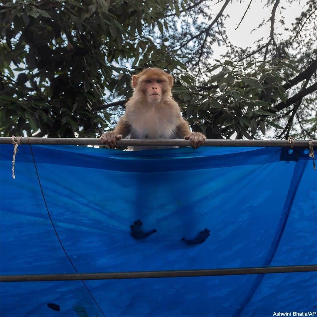 ABC Newsさんのインスタグラム写真 - (ABC NewsInstagram)「MONKEYING AROUND: An adorable macaque plays on a tarp after a rainstorm in India. #monkey #animals #india」7月6日 1時27分 - abcnews