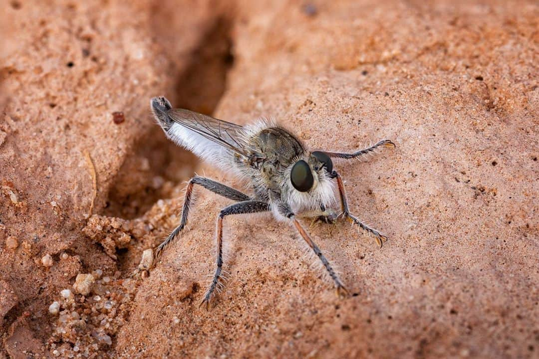 アンジー・ペインさんのインスタグラム写真 - (アンジー・ペインInstagram)「The weird and wild world of insects, Utah edition. Here’s a collection of neat insect moments I happened upon during my recent shooting in Utah’s “Mighty 5” for @visitutah. I’m having trouble identifying some of these insects, so any and all input is welcome and encouraged! • 1 - A blue orchard mason bee (or maybe a leaf cutter bee?) chews on a leaf in Bryce Canyon National Park. This is one of the neatest insect things I’ve ever witnessed.  • 2 - A bee emerges from a beautiful pink cactus flower in Zion National Park. Every flower of this type that I saw had at least one bee buried deep within its pollen-covered stamen.  • 3 - A white tailed robber fly feasts on a smaller fly (zoom in to find the prey!). I actually didn’t realize that I caught this guy eating his breakfast until I was editing photos to create this focus-stacked final image. Insane! • 4 - A smaller ant carries the head of a larger ant (maybe both harvester ants?) in Arches National Park. I’d love to get better photos of ants some day, but they are SO fast! • 5 - A thin-legged wolf spider carries away an ant in Zion National Park. Sorry to my friends who hate spiders, I’d suggest you give them a chance? For some reason I lose all fear of these neat little guys as soon as I’m looking at them through the camera.  • • • • #macro #macrophotography」7月6日 1時45分 - angelajpayne