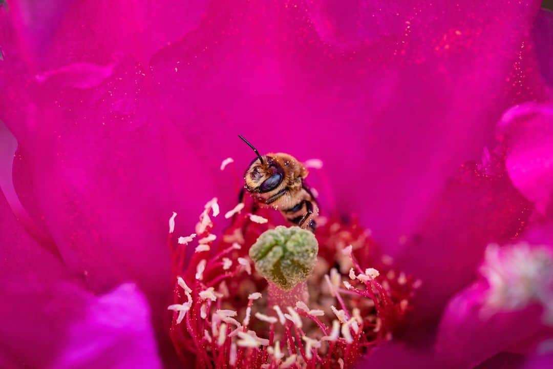 アンジー・ペインさんのインスタグラム写真 - (アンジー・ペインInstagram)「The weird and wild world of insects, Utah edition. Here’s a collection of neat insect moments I happened upon during my recent shooting in Utah’s “Mighty 5” for @visitutah. I’m having trouble identifying some of these insects, so any and all input is welcome and encouraged! • 1 - A blue orchard mason bee (or maybe a leaf cutter bee?) chews on a leaf in Bryce Canyon National Park. This is one of the neatest insect things I’ve ever witnessed.  • 2 - A bee emerges from a beautiful pink cactus flower in Zion National Park. Every flower of this type that I saw had at least one bee buried deep within its pollen-covered stamen.  • 3 - A white tailed robber fly feasts on a smaller fly (zoom in to find the prey!). I actually didn’t realize that I caught this guy eating his breakfast until I was editing photos to create this focus-stacked final image. Insane! • 4 - A smaller ant carries the head of a larger ant (maybe both harvester ants?) in Arches National Park. I’d love to get better photos of ants some day, but they are SO fast! • 5 - A thin-legged wolf spider carries away an ant in Zion National Park. Sorry to my friends who hate spiders, I’d suggest you give them a chance? For some reason I lose all fear of these neat little guys as soon as I’m looking at them through the camera.  • • • • #macro #macrophotography」7月6日 1時45分 - angelajpayne