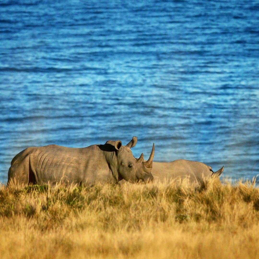 Thomas Peschakのインスタグラム：「This NOT one of my best photographs, the composition is just... meh... and the light is so so... However to me what is depicted within this frame is out of this world mind blowing!!! Two white rhinos with the Indian Ocean in the background. To my knowledge this is the only image of its kind. Today that location along South Africa’s east coast is no longer home to rhinos. The majority were poached or killed in controversial trophy hunts. In 2005 I spent weeks trying photograph  one unique rhino in particular.  It slept near and defecated right on the beach in front of the breaking waves. From my camp it was a hour long off road drive, followed by another hour on foot to get to this special place.  However ‘my’ rhino would always do its ‘beachside business’ in total  darkness, then wander up into the grassy hills to greet the sunrise there. After two weeks of trying and failing (it was always too dark when the rhino was on the beach) i ran out of time. While I did not get the iconic  image I wanted, i do have is this simple record shot and many fond memories of stalking rhinos along South Africa’s Wild Coast.」