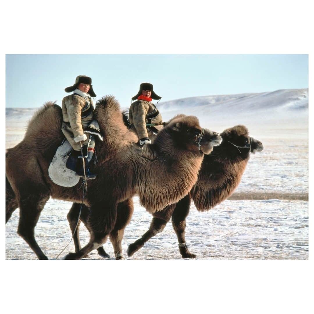 Magnum Photosさんのインスタグラム写真 - (Magnum PhotosInstagram)「#FromTheArchive: Boys riding camels. Camels with winter fur and humps swelled up with fat to protect against winter cold up to 40°C below zero. These two stately camels near Xilin Hot with boys on their back was hard to forget. Bayan Ul Hot. Inner Mongolia. China. 1982. ⁠ .⁠ © #HirojiKubota/#MagnumPhotos」7月6日 2時01分 - magnumphotos
