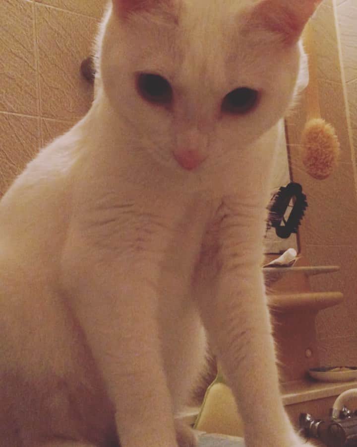 岡田屋鉄蔵のインスタグラム：「なんか、なまずみたいのがいるんだ」